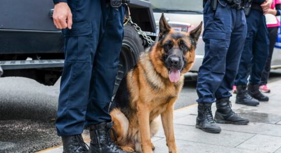 Les avantages d’utiliser un chien pour la sécurité et le gardiennage de votre propriété