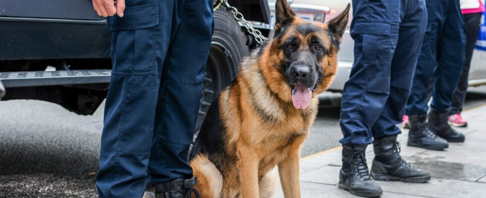 Les avantages d’utiliser un chien pour la sécurité et le gardiennage de votre propriété